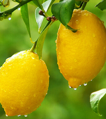 吃什么抗衰老 有助女人青春永駐的水果