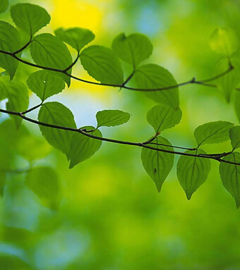 春季養(yǎng)生 春季我們吃什么才最養(yǎng)生