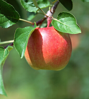 吃蘋果有什么好處 吃蘋果的六個健康益處