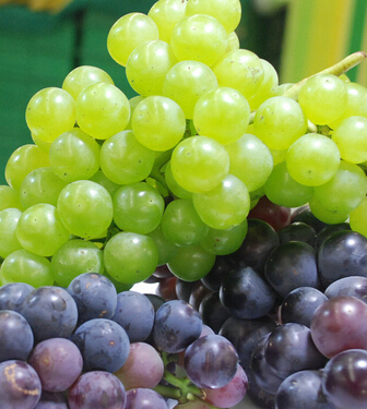 水果養(yǎng)生 10種秋季水果的食療作用