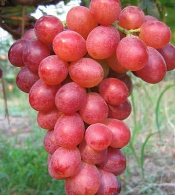 男人吃什么比較補 水果可增加陽剛之氣