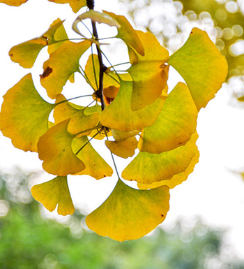 銀杏葉的功效與作用 銀杏葉泡水喝有哪些禁忌