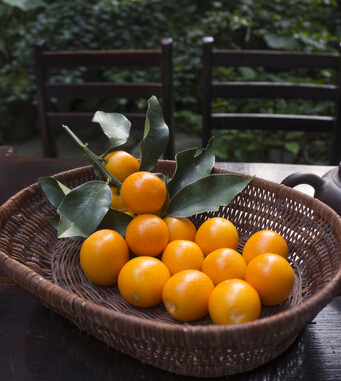 金桔的功效與作用 化痰止渴消食醒酒