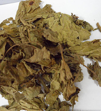 桑葉有什么作用 桑葉可以治療痘痘色斑