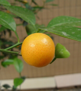 金桔的功效與作用 化痰止渴消食醒酒