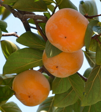健康飲食小知識(shí) 這些水果竟和砒霜一樣毒