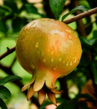 吃什么抗衰老 能夠隱藏歲月痕跡的水果