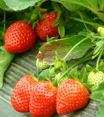 如何預(yù)防癌癥 十種果蔬讓你擺脫癌癥困擾