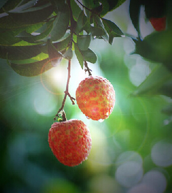 空腹不能吃的水果 9種水果不可空腹吃