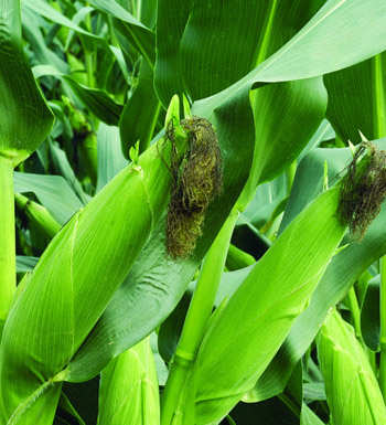 夏季吃什么健脾祛濕 健脾祛濕的食物有哪些