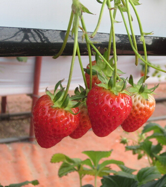 吃什么排毒 各種有效排毒水果大盤(pán)點(diǎn)