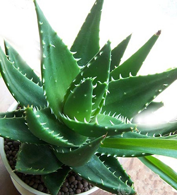 吃什么幫助傷口愈合 傷口愈合的食物禁忌