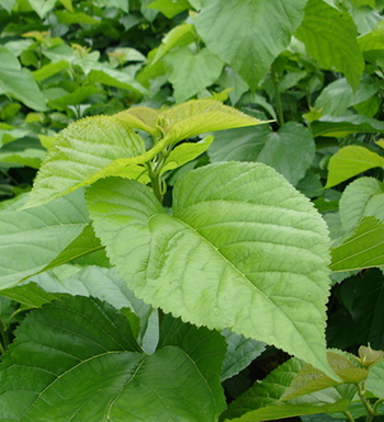 桑葉有什么作用 桑葉可以治療痘痘色斑