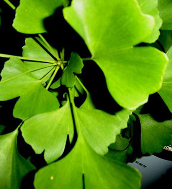 銀杏葉的功效與作用 銀杏葉泡水喝有哪些禁忌