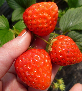 女人吃什么抗衰老 女性的抗衰老水果大盤點(diǎn)