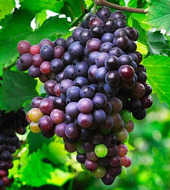 葡萄的功效與作用 葡萄可有效防衰