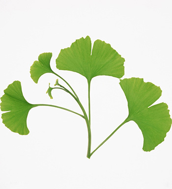 銀杏葉的功效與作用 銀杏葉泡水喝有哪些禁忌