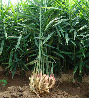 生姜的作用有哪些 開胃健脾促進食欲