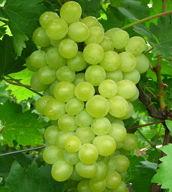 皮膚干燥怎么辦 初秋10種保濕水果對抗干燥