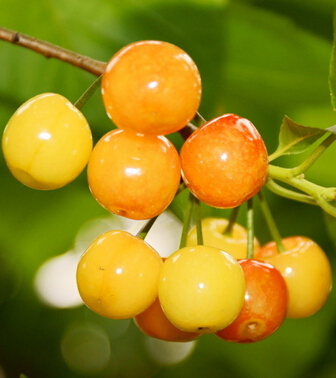 櫻桃的功效與作用 櫻桃好吃營(yíng)養(yǎng)高