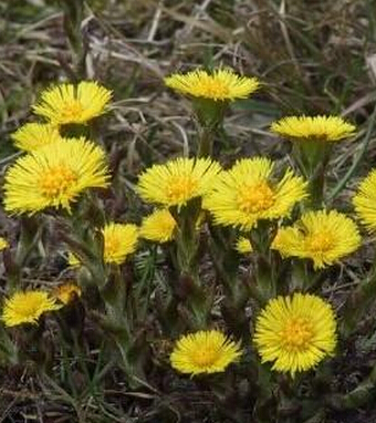 咳嗽吃什么好的快 用蜂蜜治療的21種方法