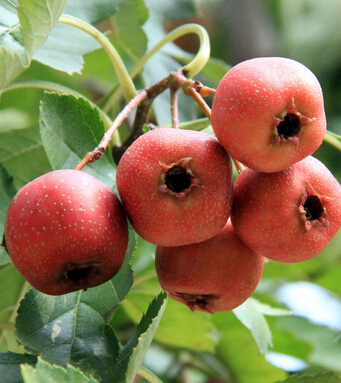 山楂的功效與作用 山楂營養(yǎng)又防癌