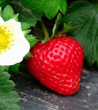 吃草莓的好處 果中 皇后 健脾解酒樣樣行