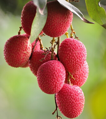 荔枝上火嗎 夏季吃荔枝不上火有哪些竅門