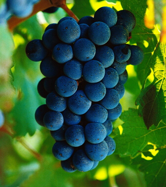 葡萄的功效與作用 葡萄的十大食療作用