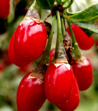 補(bǔ)腎的食物 成就 硬 男人