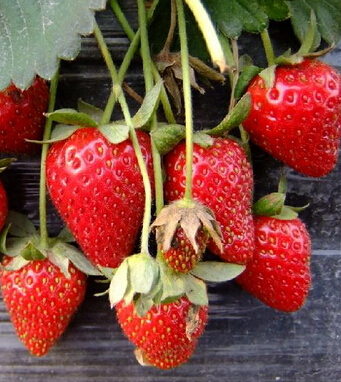 吃草莓的好處 果中 皇后 健脾解酒樣樣行