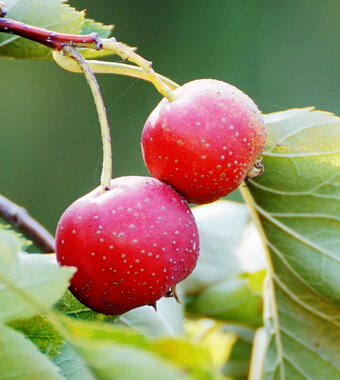 山楂的功效與作用 山楂營養(yǎng)又防癌