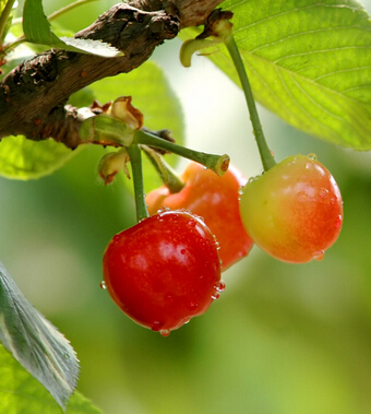 吃櫻桃有什么好處 櫻桃可治婦科疾病