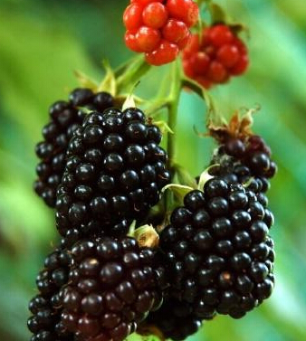 桑葚的功效與作用 桑葚保健抗老安眠防脫發(fā)