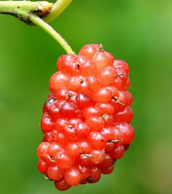 桑葚的功效與作用 桑葚保健抗老安眠防脫發(fā)