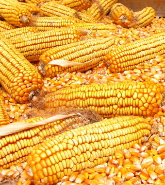 健康飲食 男人要滋補(bǔ)多吃牡蠣餐