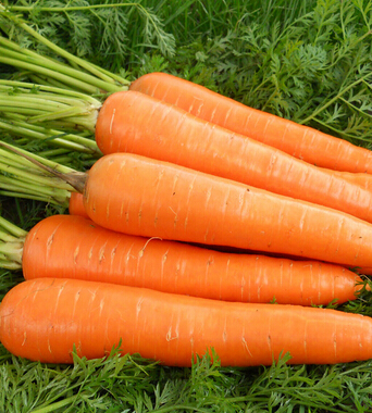 怎樣才能懷孕 女性的懷孕與飲食大有關(guān)系