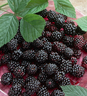 補(bǔ)腎吃什么好 男人滋陰補(bǔ)腎10款美食