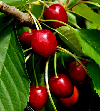 櫻桃的功效與作用 櫻桃好吃營(yíng)養(yǎng)高