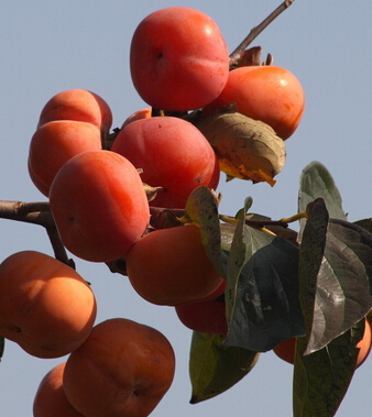 柿子的營(yíng)養(yǎng)價(jià)值 秋天怎么吃柿子最好