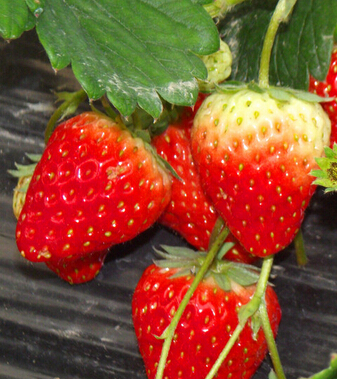 清腸排毒方法 養(yǎng)顏排毒又瘦身的7大清腸水果