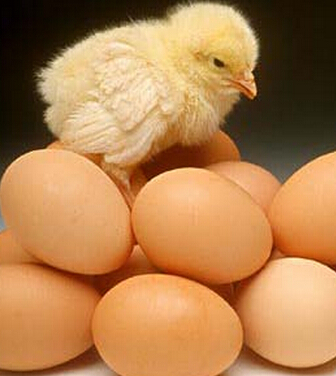 吃什么補腎壯陽 最具實力的十七種壯陽食物