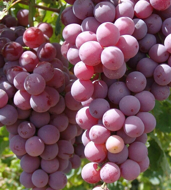 葡萄的功效與作用 葡萄的十大食療作用