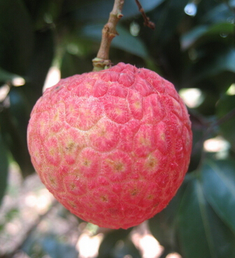 荔枝上火嗎 夏季吃荔枝不上火有哪些竅門