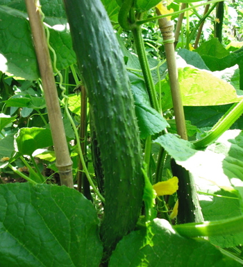 吃什么食物對(duì)身體好 對(duì)身體好的食物有哪些