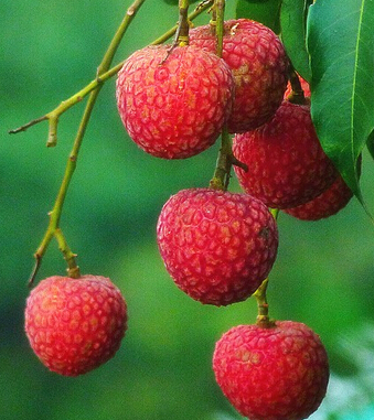 荔枝上火嗎 夏季吃荔枝不上火有哪些竅門