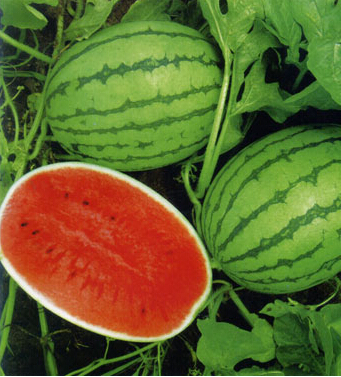 糖尿病人食譜 糖尿病人的飲食指南