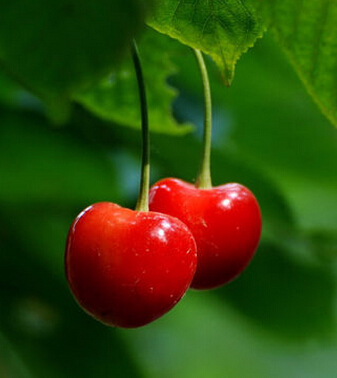 胸部小怎么辦 新鮮水果給你胸部加點 料