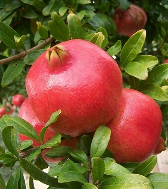 石榴的功效與作用 輕松去除口瘡痢疾