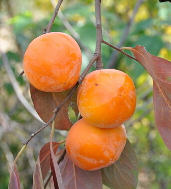 柿子的營(yíng)養(yǎng)價(jià)值 秋天怎么吃柿子最好